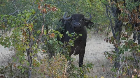 African buffalo (Syncerus caffer) standing on the path in Zambezi National Park Stock-Footage 243964653