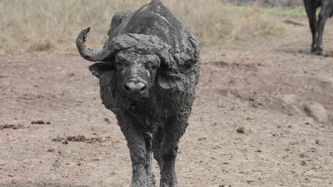 African Buffalo taking a mud bath in Lake Mburo National Park, Uganda Stock Footage 331534851