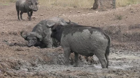 African Buffalo taking a mud bath in Lake Mburo National Park, Uganda Video stock 331534857