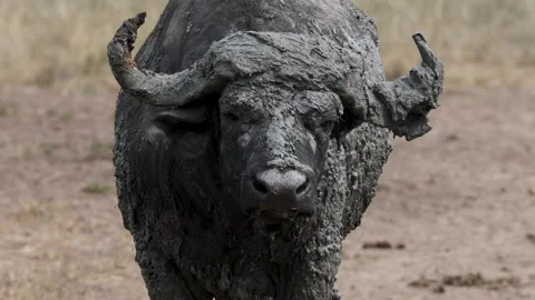 African Buffalo taking a mud bath in Lake Mburo National Park, Uganda Stock Footage 331535056