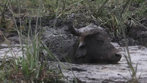 African Buffalo taking a mud bath in Lake Mburo National Park, Uganda Stock Footage 331535084