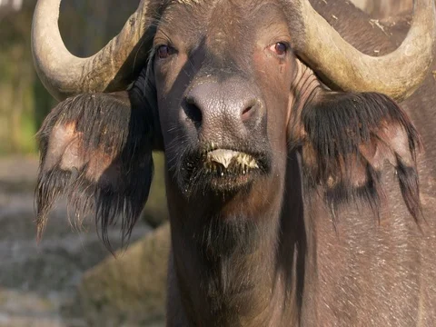 African buffalo threatening the enemy Stock-Footage 82612739