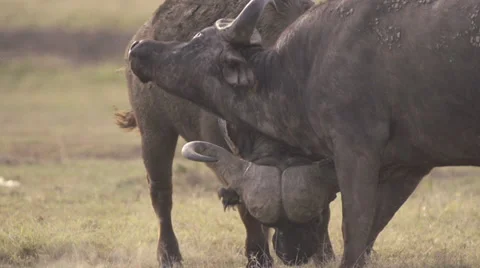 African buffaloes fighting Stock Footage 33541181
