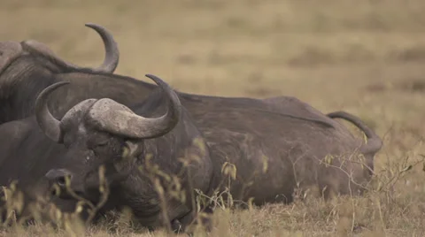 African buffaloes lying Stock Footage 33544712