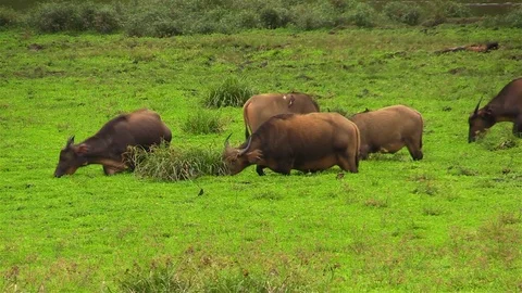 African buffaloes on the meadow Stock Footage 83169294