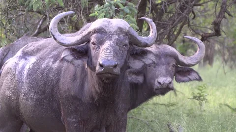 African Buffalos Stock Footage 311938420