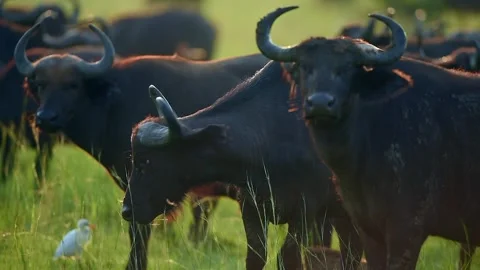 African Buffalos grazing in Uganda flat grassland 스톡 동영상 297537192