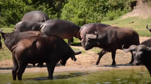 African Buffalos grazing in Uganda flat grassland Stock-Footage 297537204