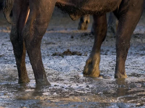 African buffalo's legs in mud Video stock 82609423