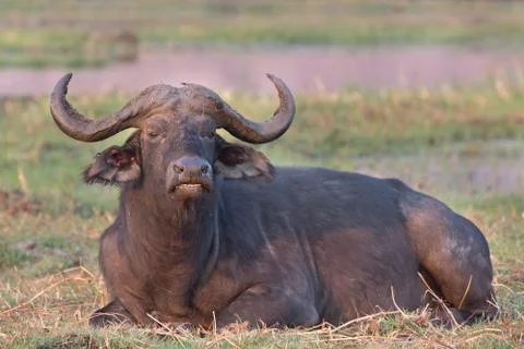 African buffalos Stock Photos