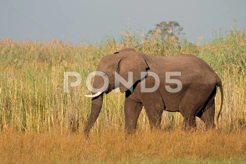 African bull elephant Stock Photos