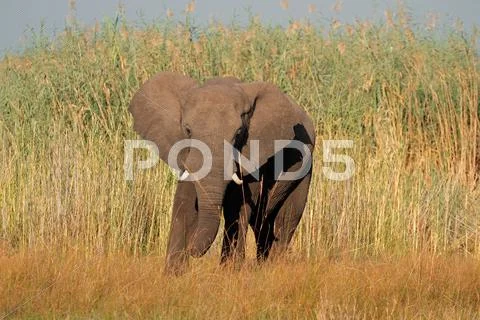 African bull elephant Stock Photos