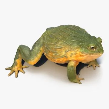 African Bullfrog 3D Model