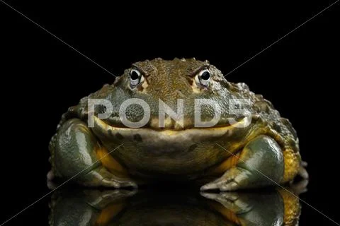 African bullfrog Pyxicephalus adspersus Frog isolated on Black Background Stock Photos