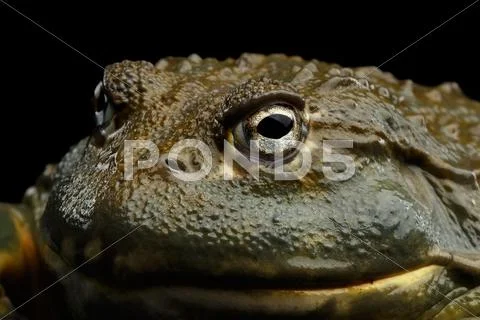 African bullfrog Pyxicephalus adspersus Frog isolated on Black Background Stock Photos