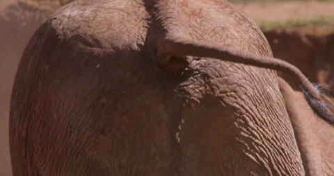 An African Bush Elephant back defecating in savannah Stock Footage 310977226