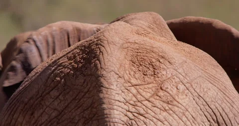 An African Bush Elephant back walking in savannah grassland Stock-Footage 310977065