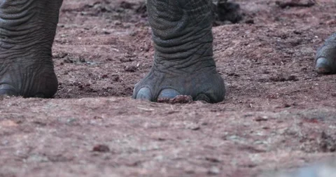 African Bush Elephant Close-up Feet Walk... | Stock Video | Pond5