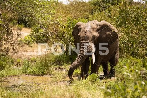 African bush elephant drinks from muddy pool Stock Photos
