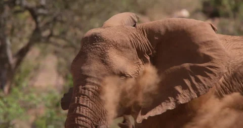 An African Bush Elephant dusting its body the savannah Stock Footage 310976027