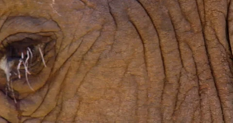 An African Bush Elephant eye while walking along a waterhole Stock-Footage 310970769