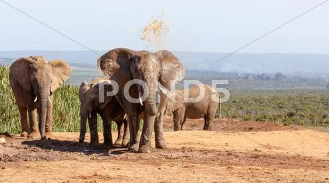 African Bush Elephant having a mud bath Stock Photos