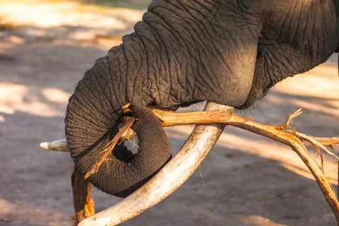 African bush elephant Stock Photos
