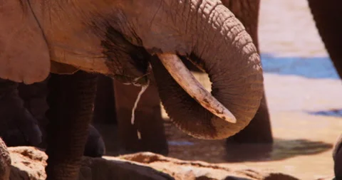 An African Bush Elephant trunk drinking from a waterhole Stock Footage 310972172