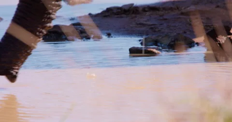 An African Bush Elephant trunk drinking from a waterhole Stock Footage 310974955