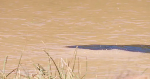 An African Bush Elephant trunk drinking water in savannah Stock Footage 310976074