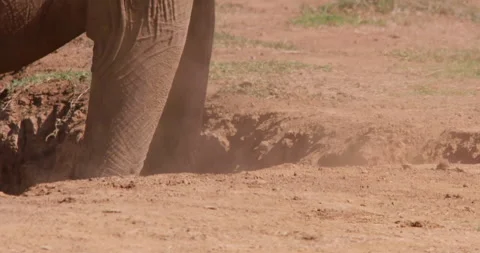 An African Bush Elephant trunk dusting in savannah grassland Vídeo Stock 310974332