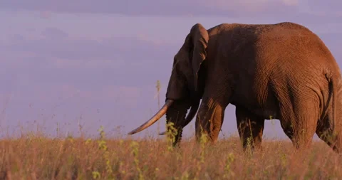 An African Bush Elephant walking while grazing in grassland Stock-Footage 310969488