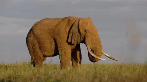 African Bush Elephant walking while eating grass at evening Stock Footage 310980687