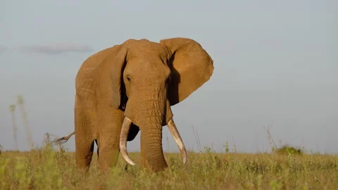 African Bush Elephant walking while eating grass at evening Stock Footage 310980891
