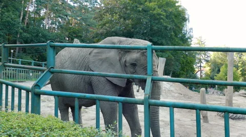 The African bush elephant at zoo. Wild animals in captivity Stock Footage