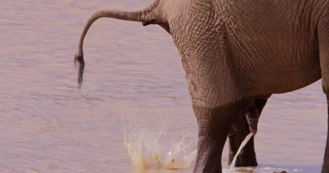 An African Bush Elephants back urinating and defecating Stock Footage 310973085