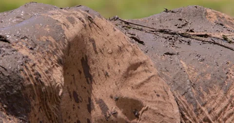 An African Bush Elephants backs covered with muddy water Stock-Footage 310975818