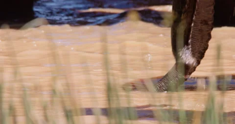 African Bush Elephants trunks drinking from a waterhole Vídeo Stock 310972006