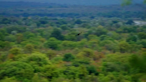 African bush landscape under an overcast sky Stock-Footage 345521271