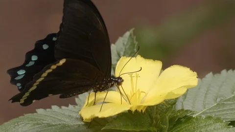 African Butterfly 2 Stock Footage 116167380