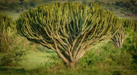 African cactus tree closeup Stock Photos