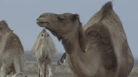 African Camel in Herd Chews Closeup Stock Footage 36595963