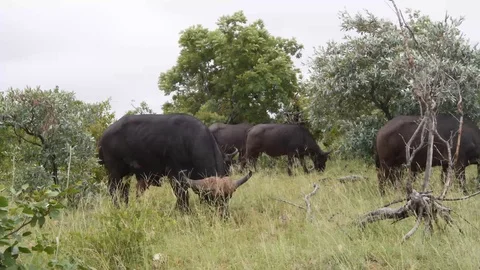 African cape buffalo in 4k Stock Footage 103183400