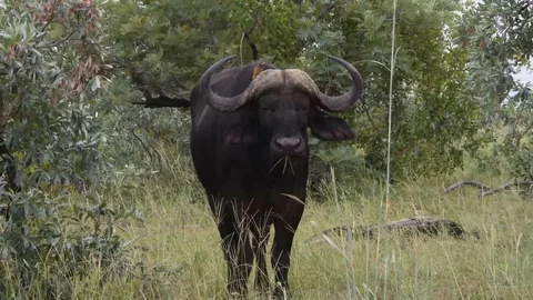 African cape buffalo in 4k Stock Footage 103183652