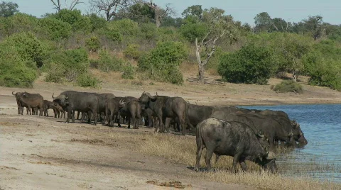 African Cape Buffalo drinking 库存影片 361167