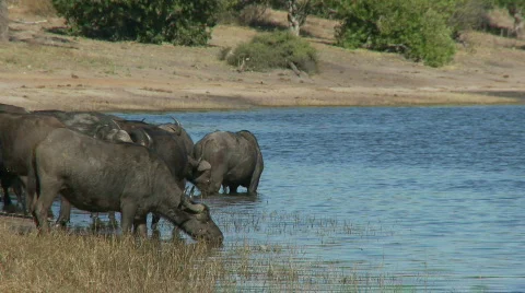 African Cape Buffalo drinking 库存影片 361198