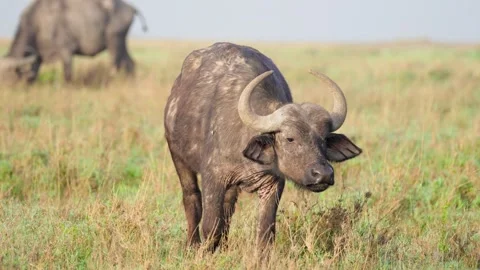 African Cape Buffalo Stock Footage 305124583