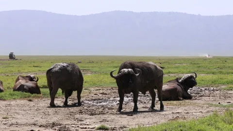 African cape buffalo standing in the wild savanna Stock Footage 330378029