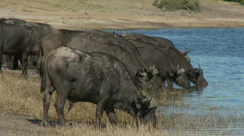 African Cape Buffalo's drinking Видео 361075