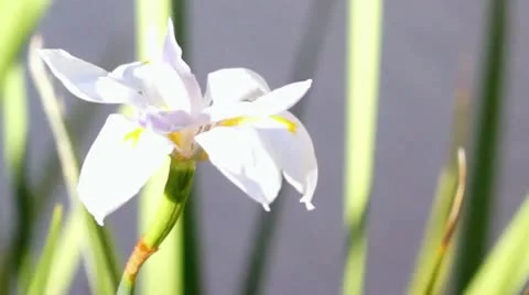 African Cape Iris close up Video stock 11850420